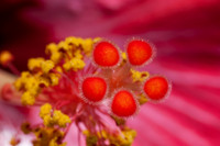 Hibiscus
