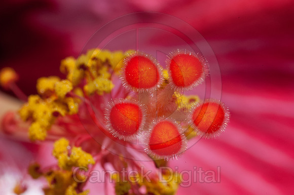 Hibiscus